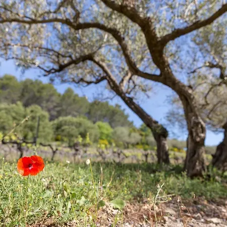 ベッド・アンド・ブレックファスト Domaine Du Clos D'alari-chambres D'hotes Au Milieu Des Vignes