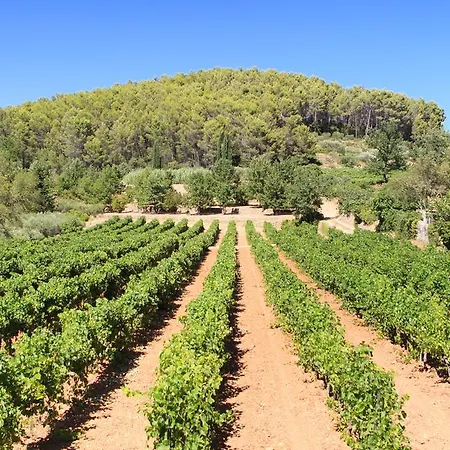 ベッド・アンド・ブレックファスト Domaine Du Clos D'alari-chambres D'hotes Au Milieu Des Vignes